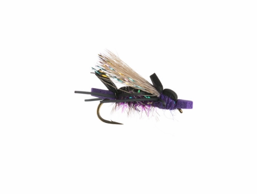 Amy's Ant
