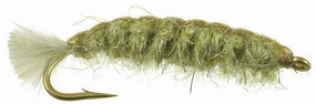 Barr's Cranefly Larva