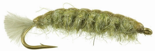 Barr's Cranefly Larva