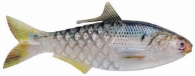 Berkley PowerBait Shad-E