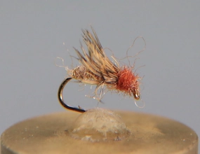 Caddis Pupa