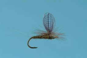 CDC Baetis Dun
