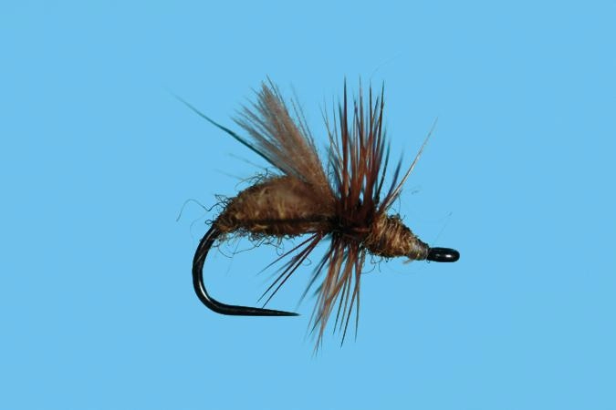 CDC Flying Ant Honey