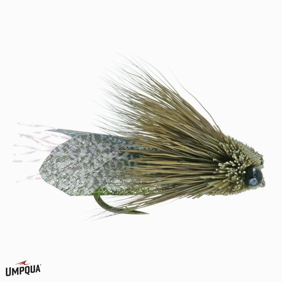 Clark's Cicada