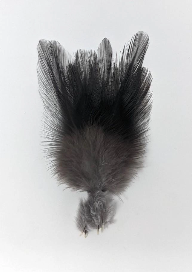 Coq de Leon