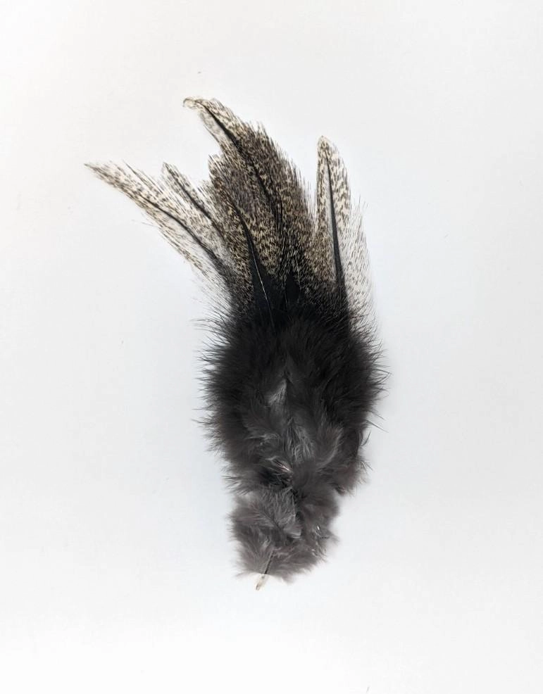 Coq de Leon
