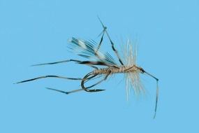 Crane Fly