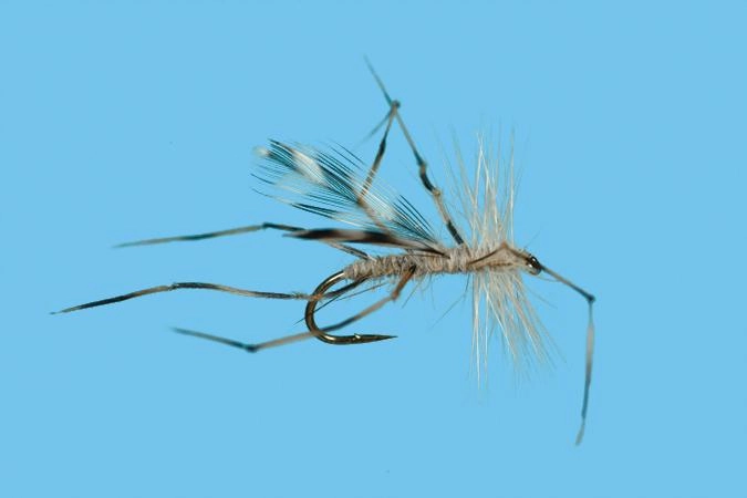 Crane Fly