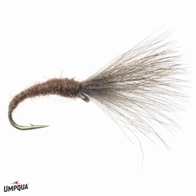 Craven's Mole Fly