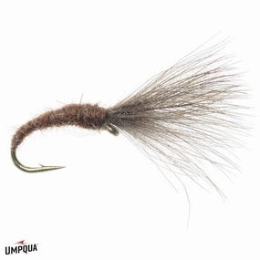 Craven's Mole Fly