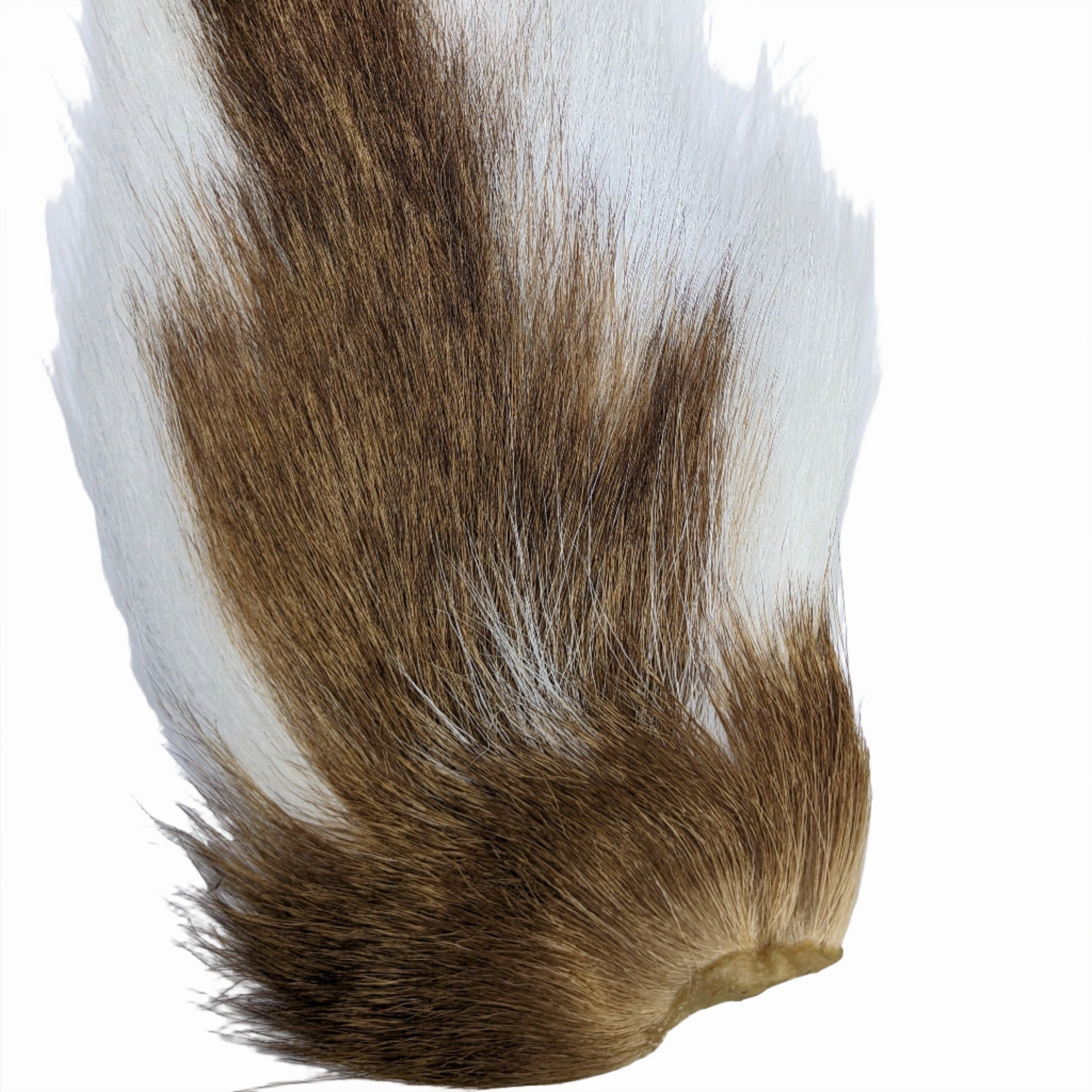Doe Tail - Veniard