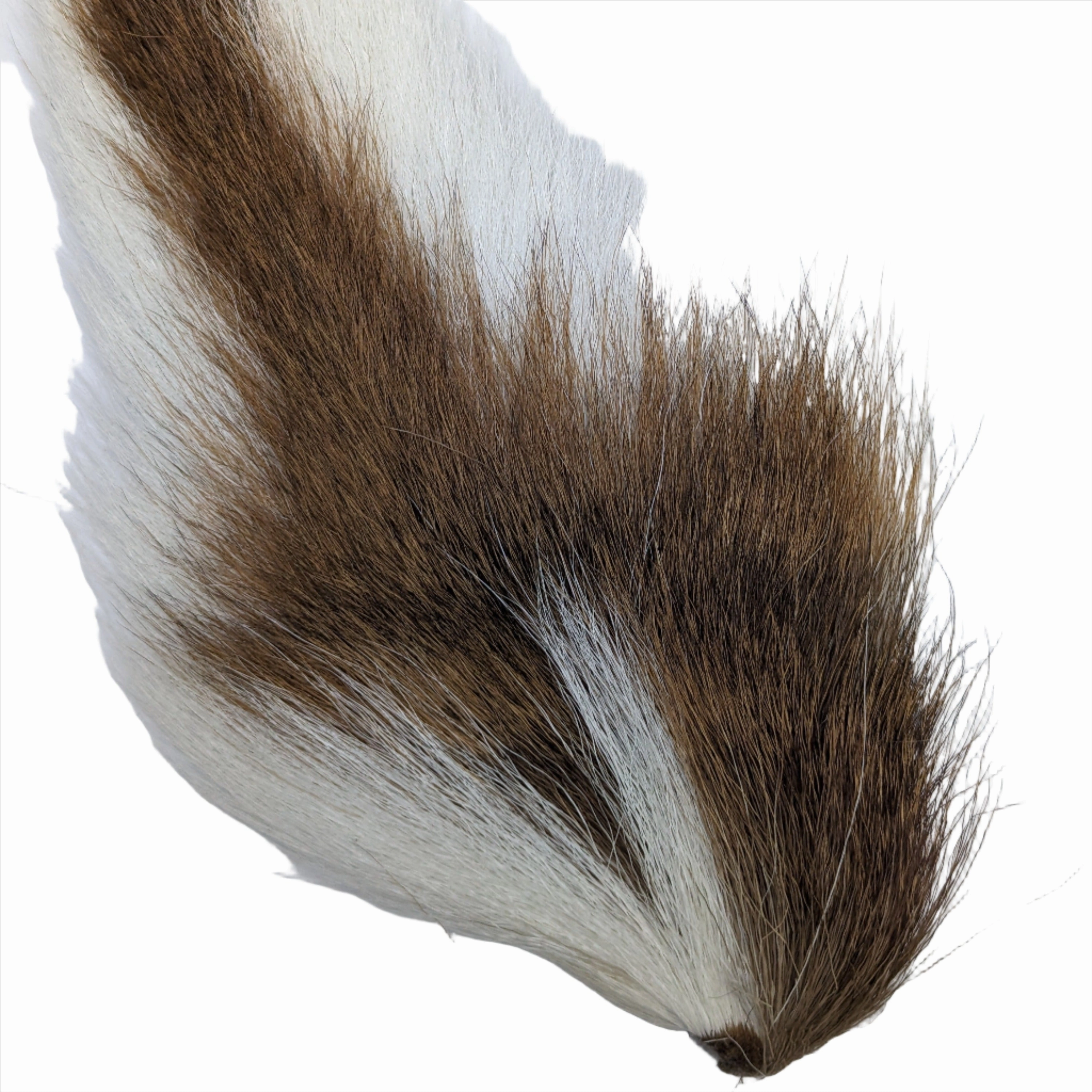 Doe Tail - Veniard