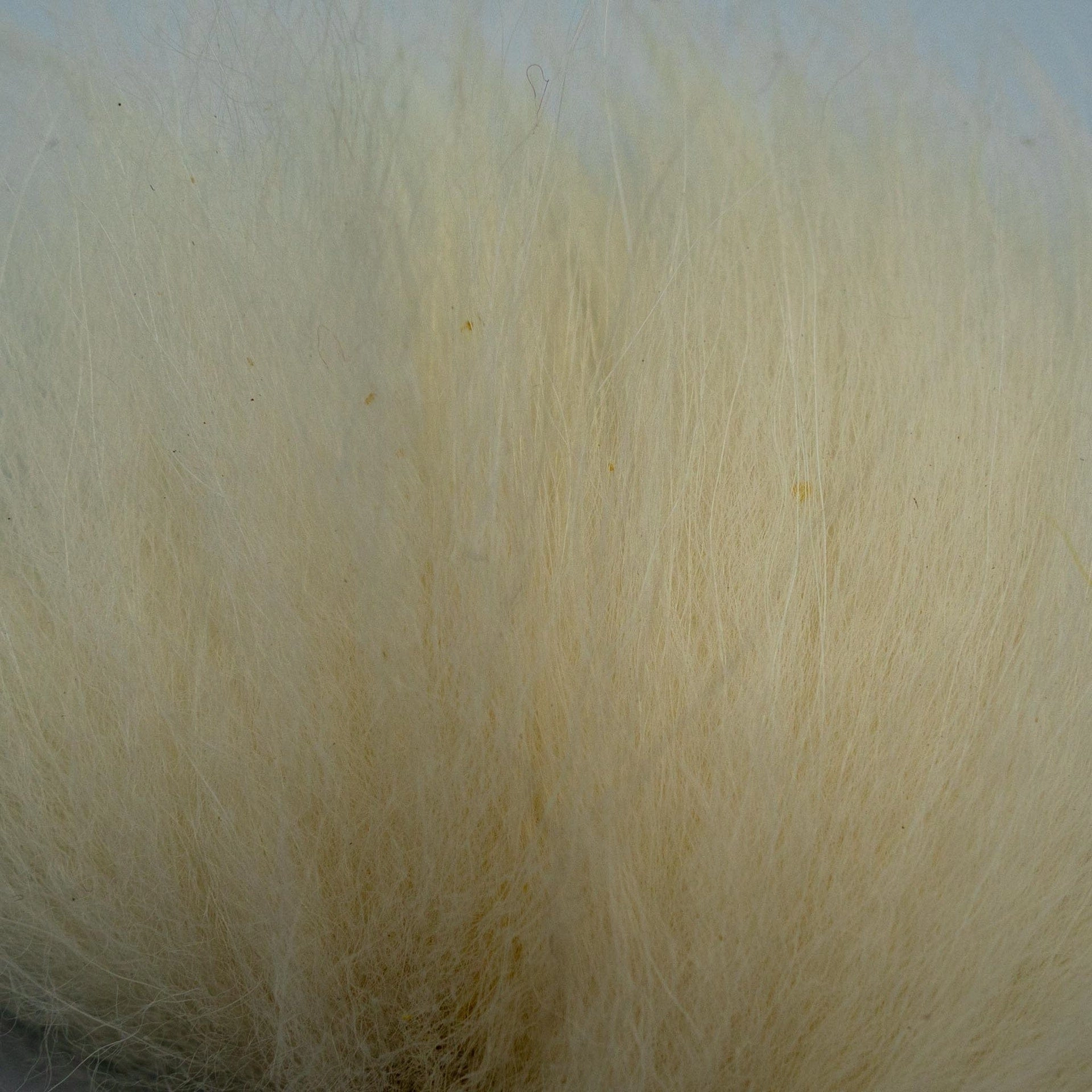 Finn Raccoon Tail