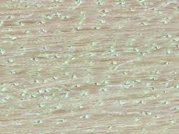 Fish Scale Fibre - H20