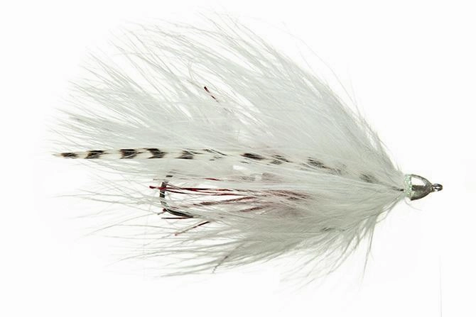 Galloup's Conehead TA Leech
