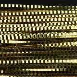 Lateral Scale - Wapsi