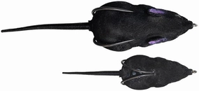 Lunkerhunt Furenzy Mouse - 3 Inch