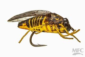 MFC True Cicada