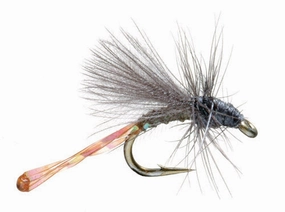 Morgan's Midge