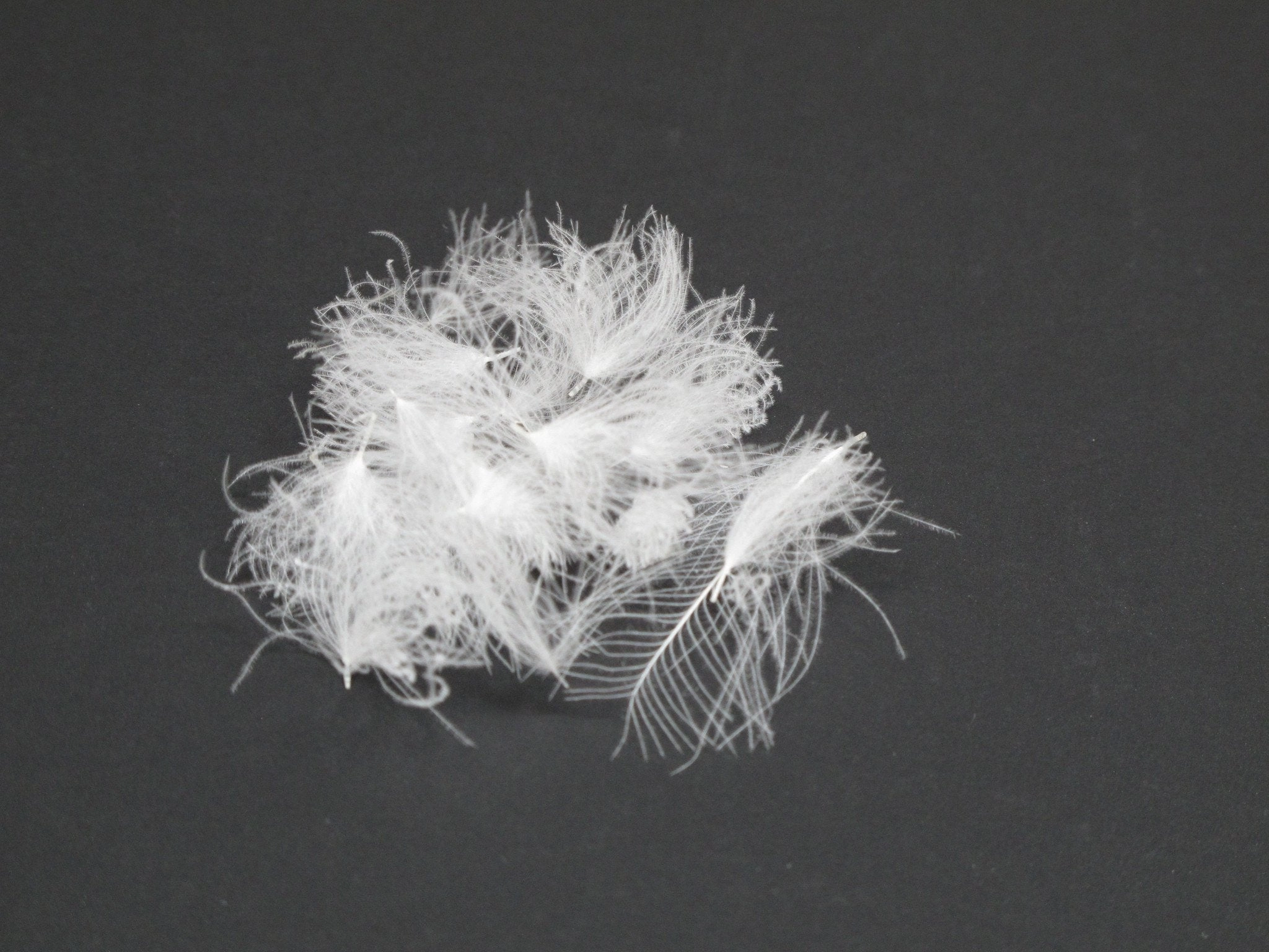 Nature's Spirit Bulk Cul De Canard CDC Tufts 1/2 gram