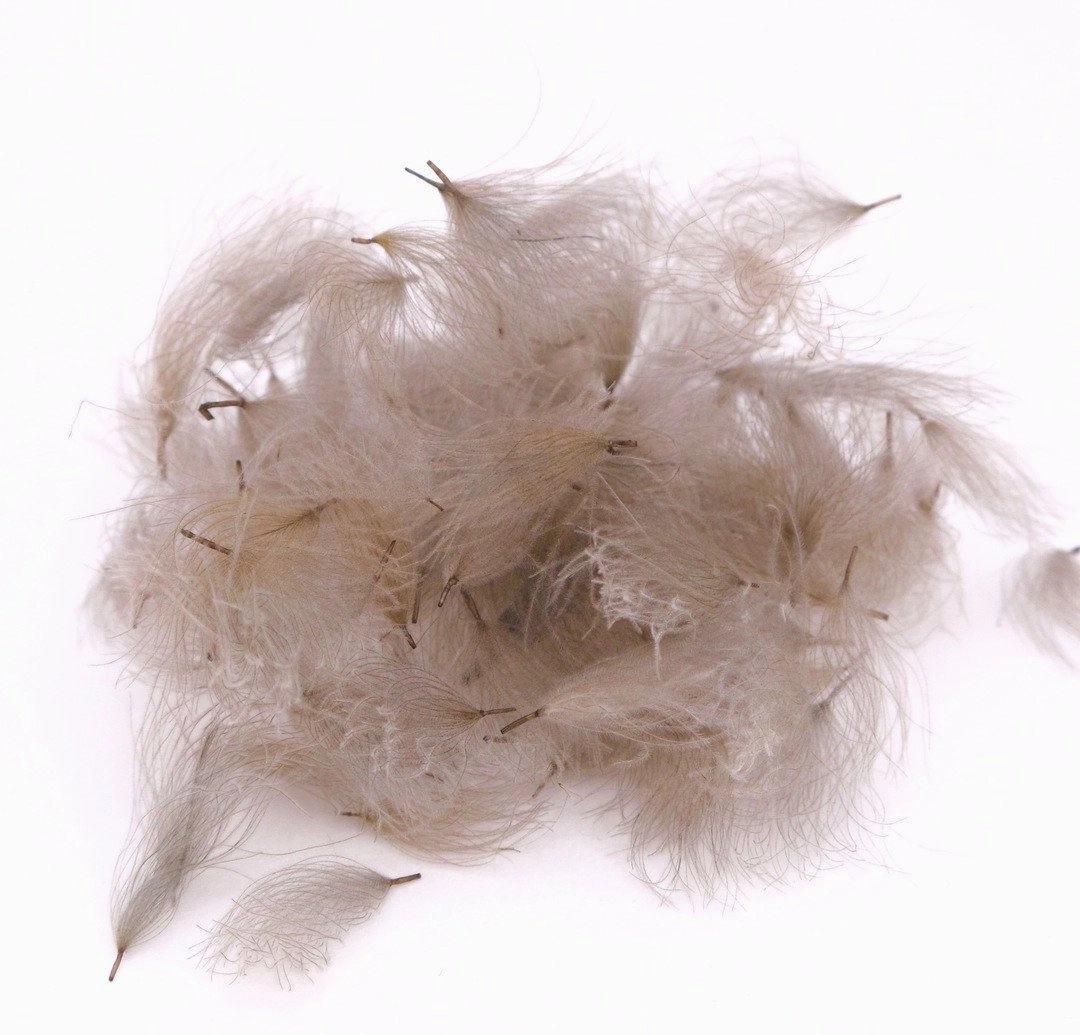 Nature's Spirit Bulk Cul De Canard CDC Tufts 1/2 gram