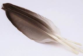 Nature's Spirit Duck Quills