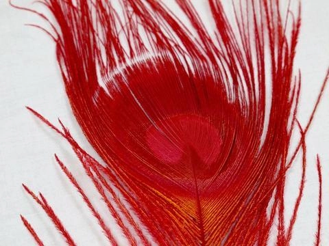 Nature's Spirit Dyed Peacock Sticks