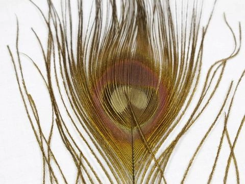 Nature's Spirit Dyed Peacock Sticks