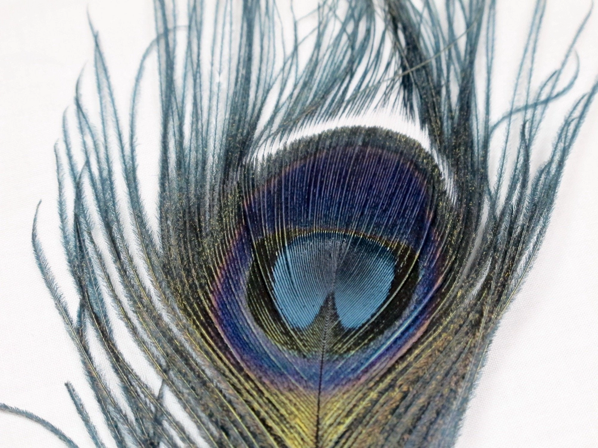 Nature's Spirit Dyed Peacock Sticks