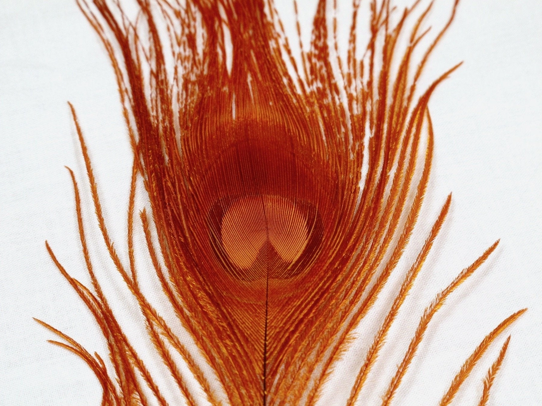 Nature's Spirit Dyed Peacock Sticks