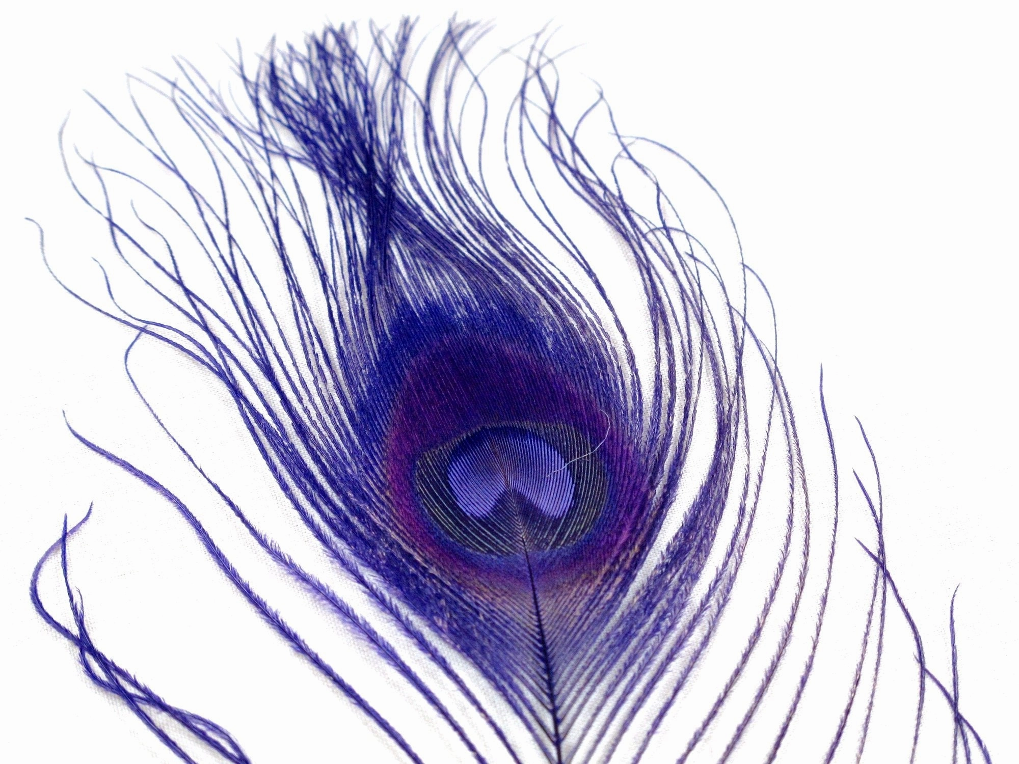 Nature's Spirit Dyed Peacock Sticks