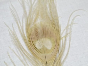Nature's Spirit Dyed Peacock Sticks