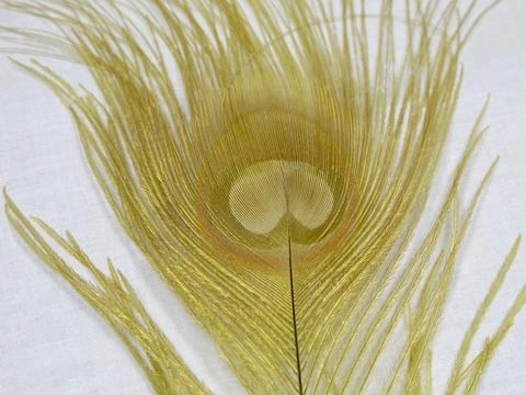 Nature's Spirit Dyed Peacock Sticks