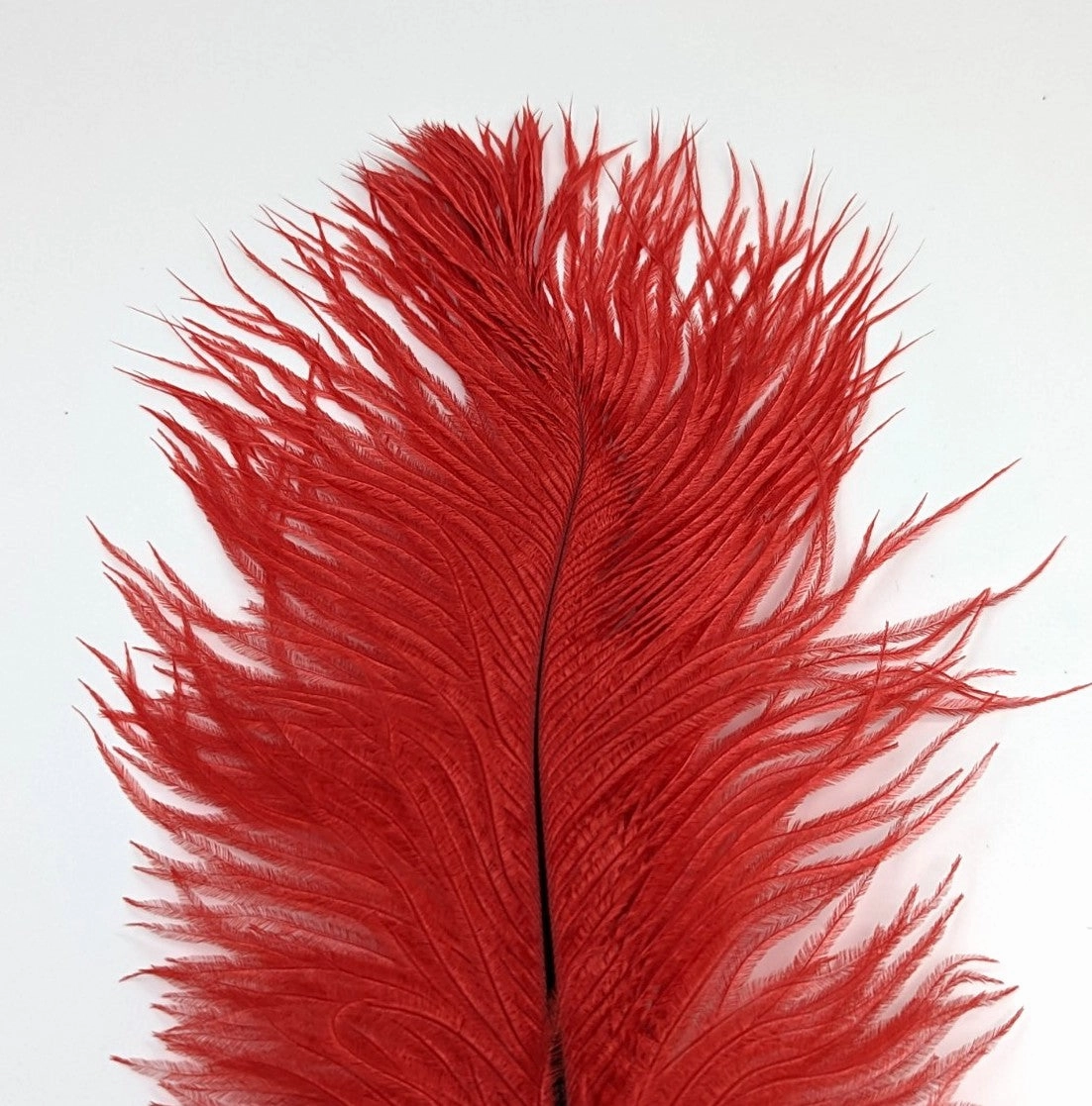 Nature's Spirit Ostrich Plume 10-12"