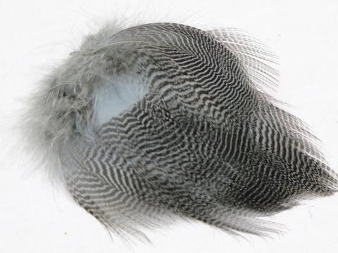 Nature's Spirit Teal Barred Flank - Select Feathers