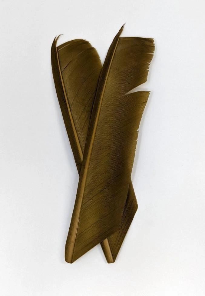 Nature's Spirit Turkey Biot Quill Pieces