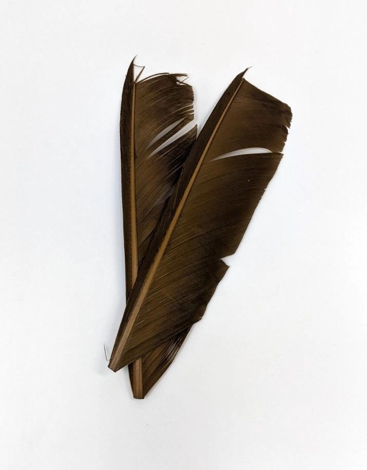 Nature's Spirit Turkey Biot Quill Pieces