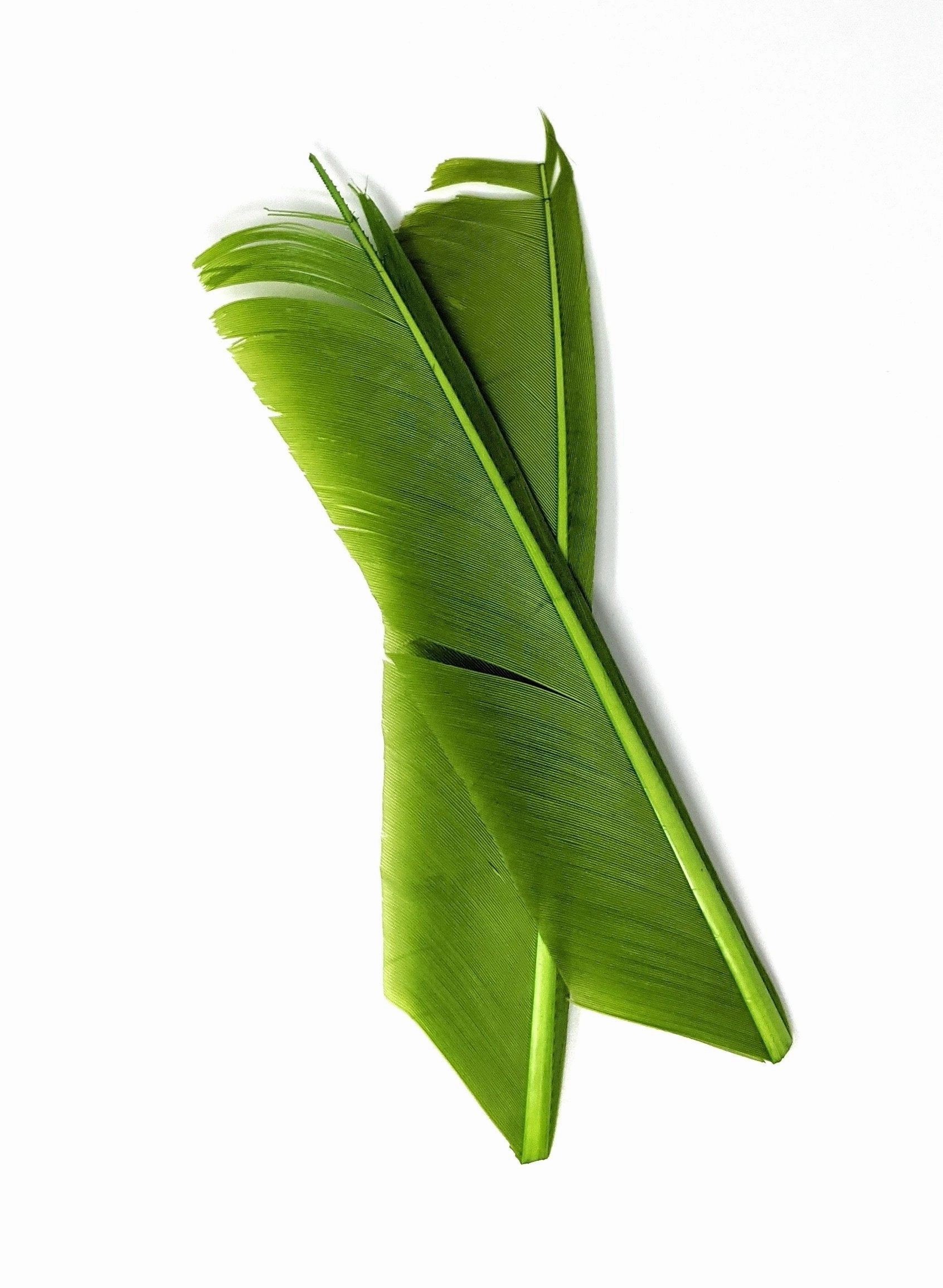 Nature's Spirit Turkey Biot Quill Pieces