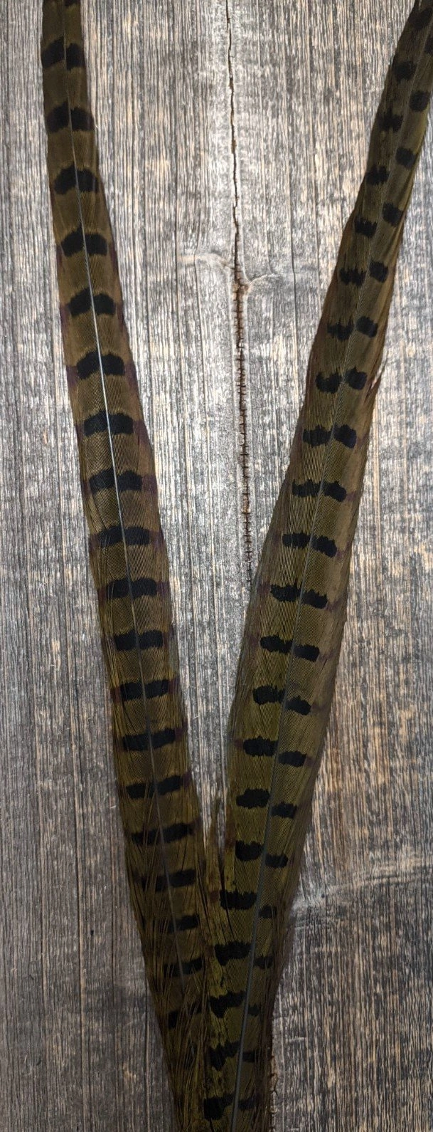Nature's Sprit Ringneck Pheasant Center Tails