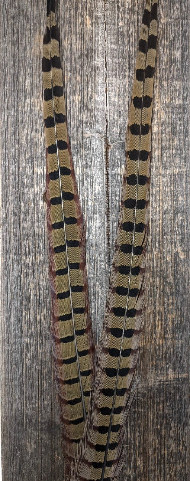 Nature's Sprit Ringneck Pheasant Center Tails