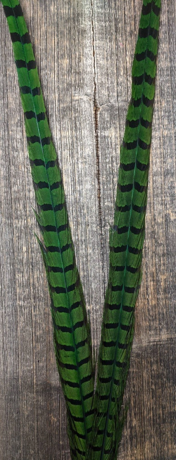 Nature's Sprit Ringneck Pheasant Center Tails