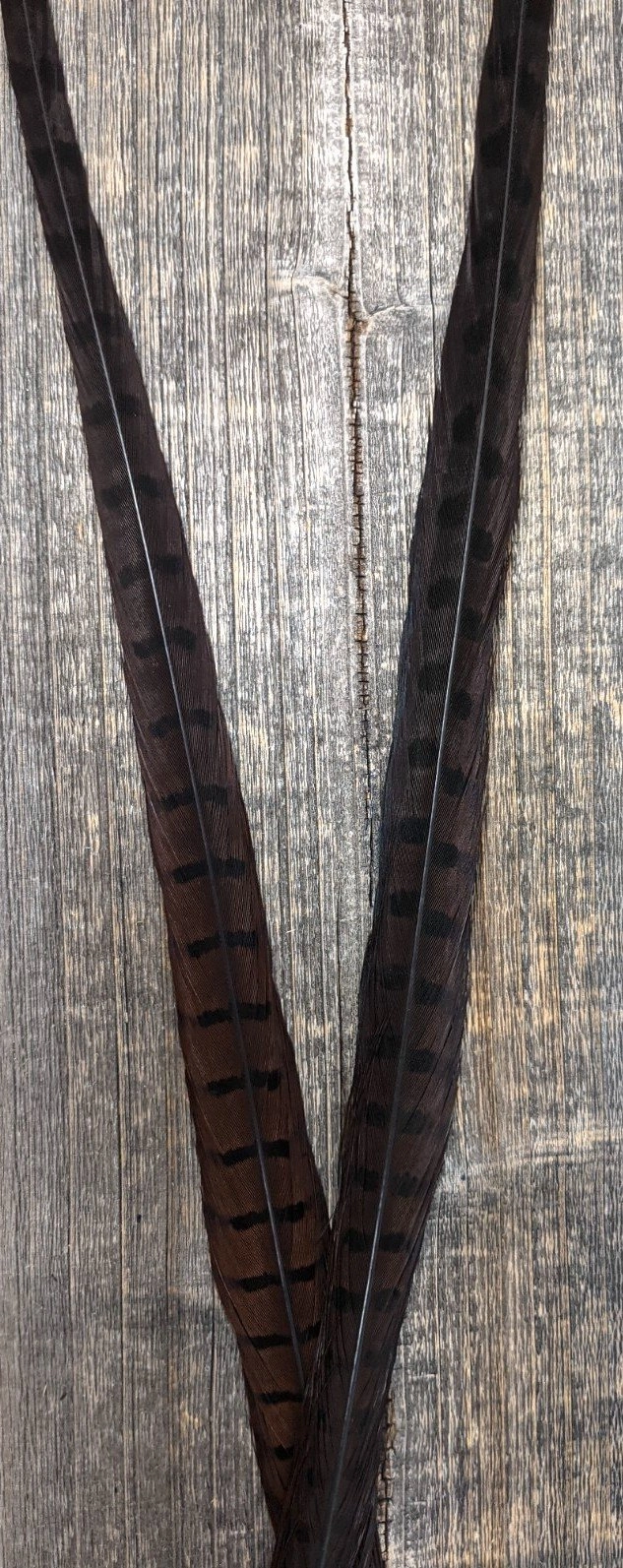 Nature's Sprit Ringneck Pheasant Center Tails