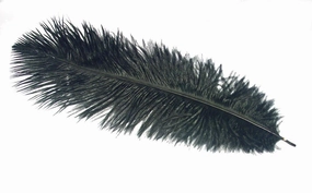 Ostrich Plumes - Wapsi