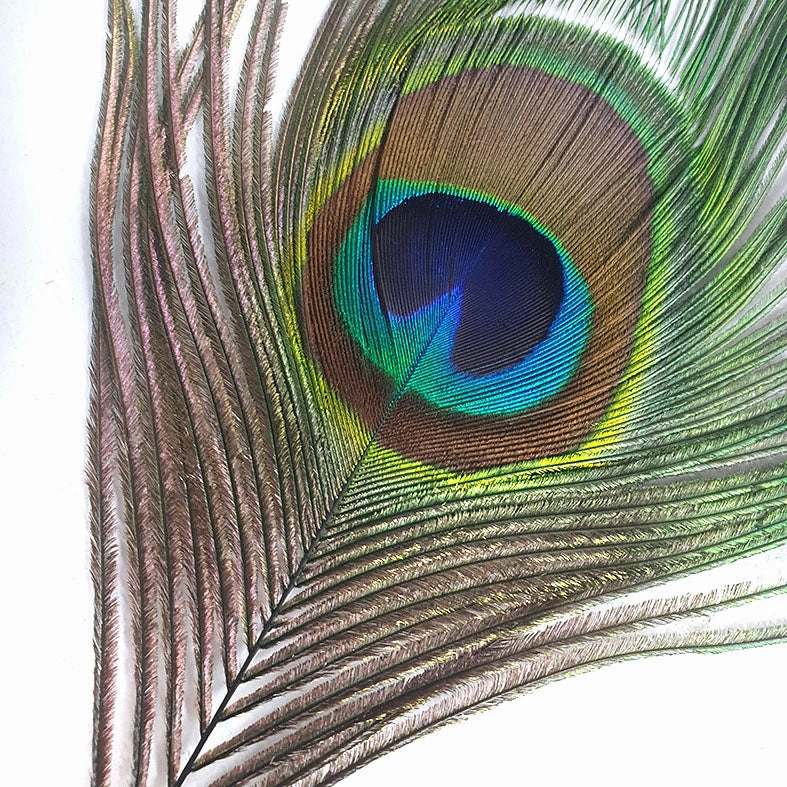 Peacock Herl -Tops and eyes