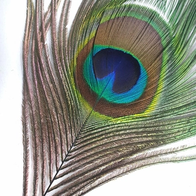 Peacock Herl -Tops and eyes
