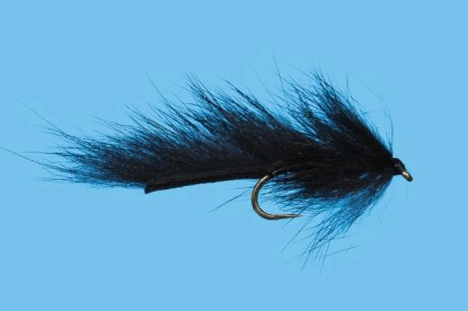 Pine Squirrel Leech