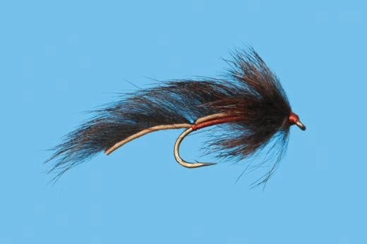 Pine Squirrel Leech