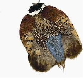 Ringneck Pheasant Skin