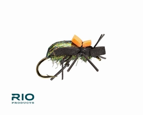 Rio Ground Beetle