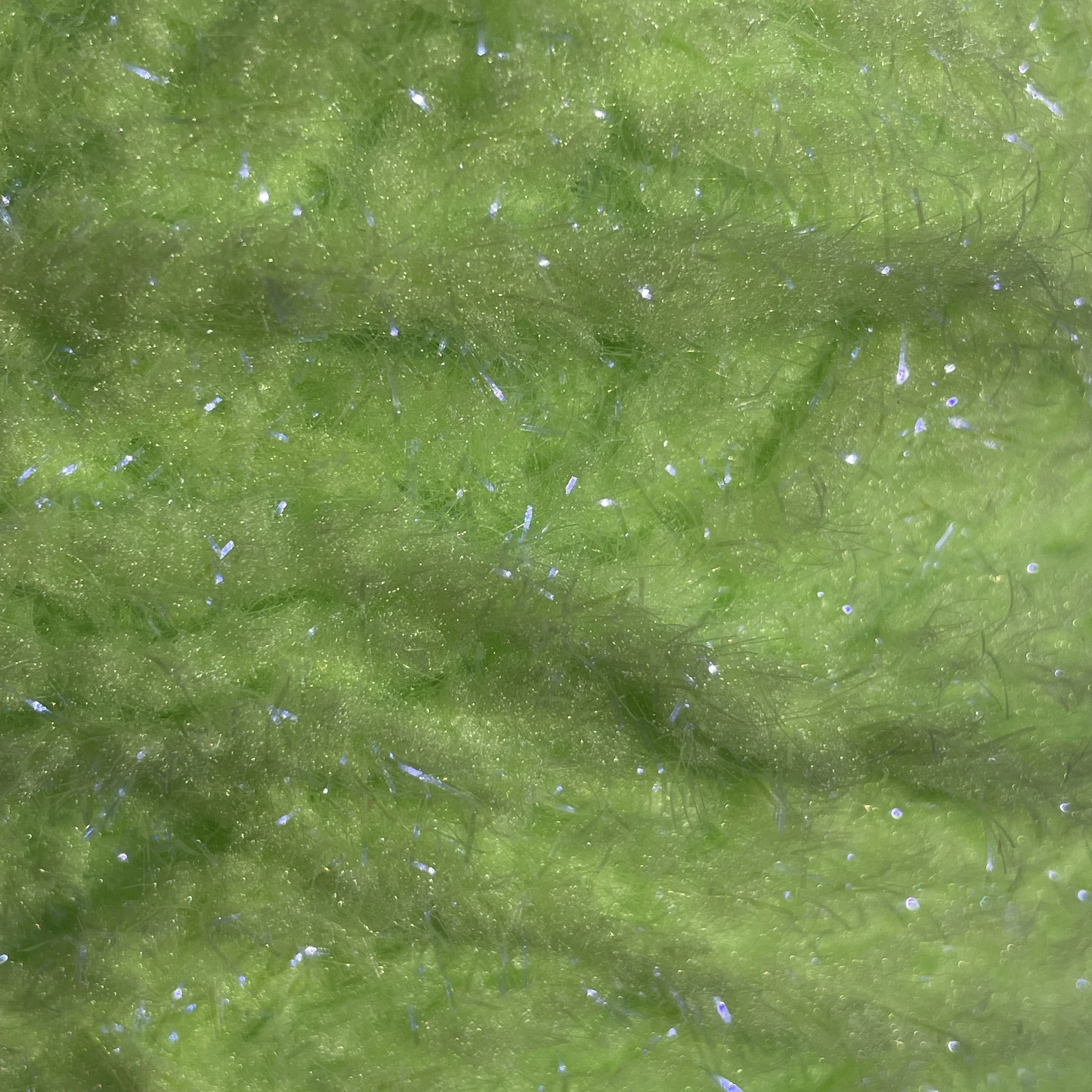 Semperfli EggStatic Egg Fritz 8mm